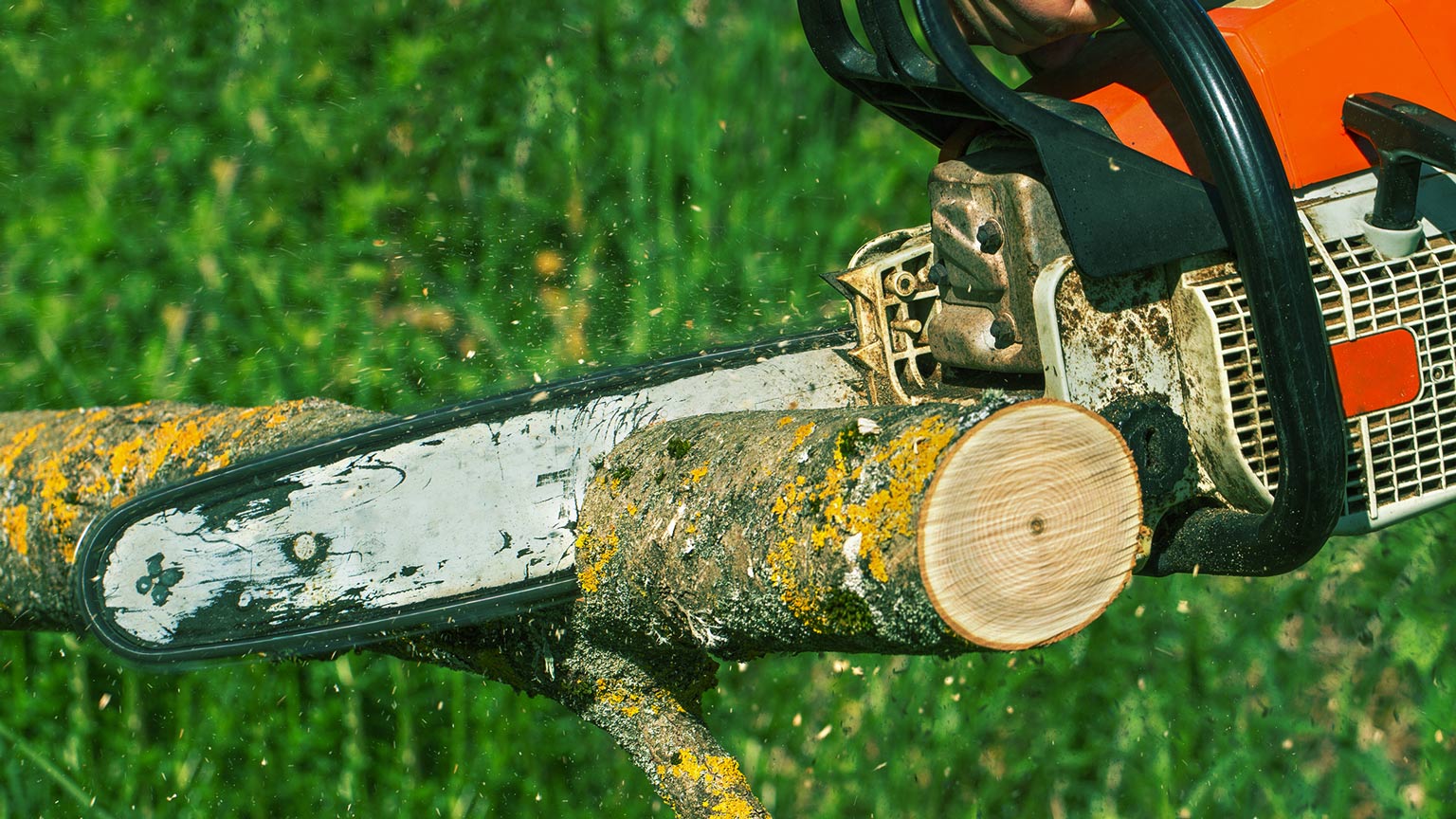 picture of a chainsaw being used to cut a tree cape girardeau mo