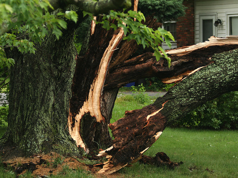 picture of a tree with severe damage on its trunk cape girardeau mo